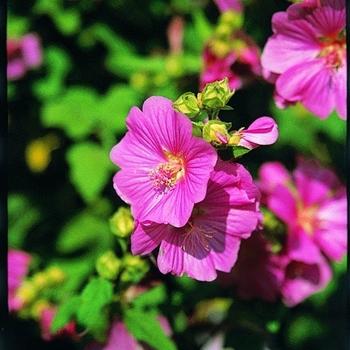 Lavatera x clementii 'Rosea'