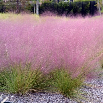 Muhlenbergia capillaris 'Pink Cloud'