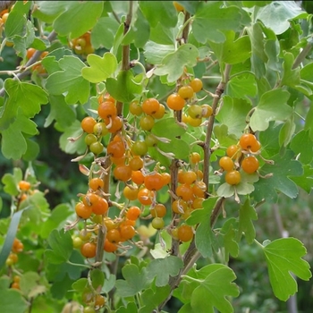 Ribes aureum
