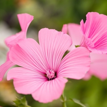 Lavatera maritima