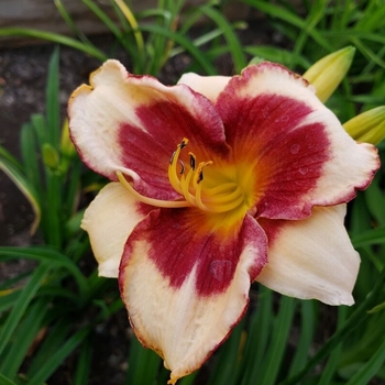 Hemerocallis 'Nippon' 