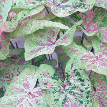 Caladium 'Seafoam Pink&trade;' 