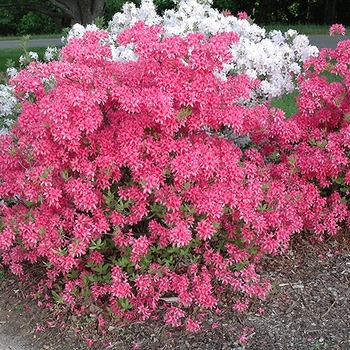 Rhododendron 