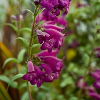 Penstemon 'Enor' 