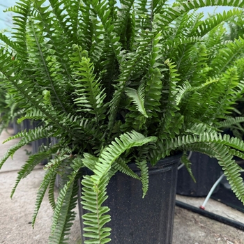 Nephrolepis obliterata 'Princess Alexandra' 