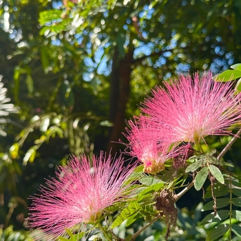 Calliandra surinamensis