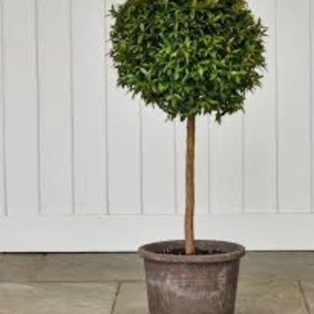 Syzygium paniculatum