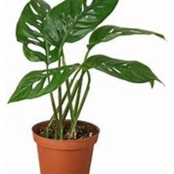 Monstera obliqua