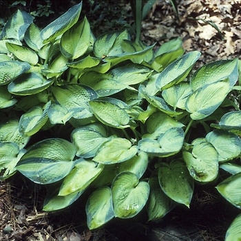 Hosta 'Bright Lights' 