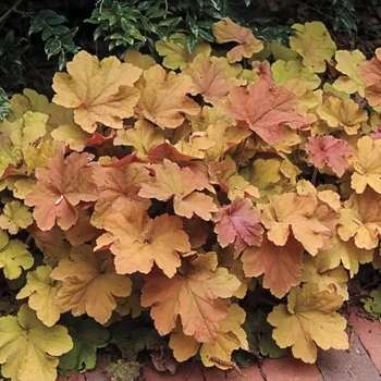 Heuchera 'Mega Caramel' 