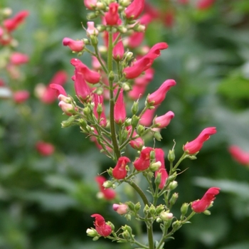 Scrophularia macrantha