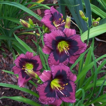 Hemerocallis 'Kansas Kitten' PP22,774