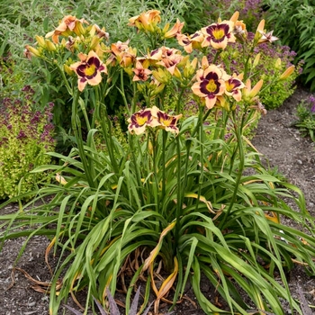 Hemerocallis 'Acquire the Fire' 