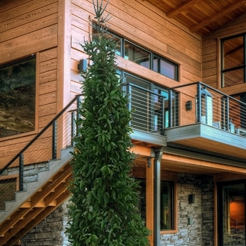 Picea mariana 'Fastigiata'