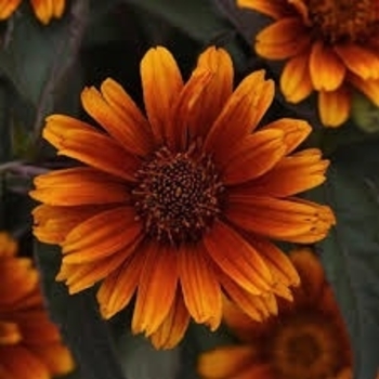 Heliopsis helianthoides 'Summer Eclipse' 