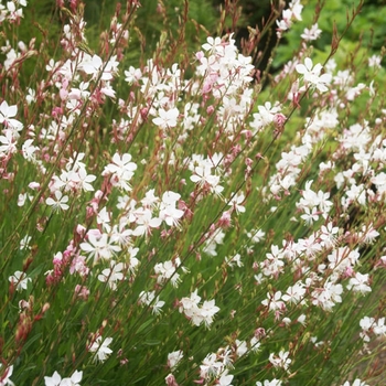 Gaura lindheimeri 'Whirling Butterflies' 