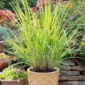 Cymbopogon flexuosus