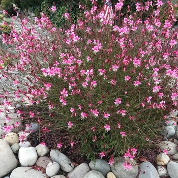 Gaura lindheimeri 'Siskiyou Pink' 