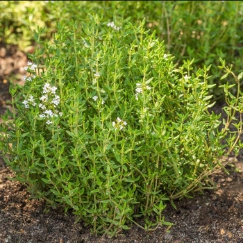 Thymus praecox