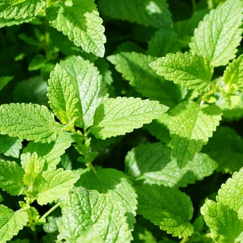 Mentha cordifolia