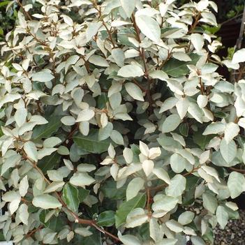 Elaeagnus x ebbingei