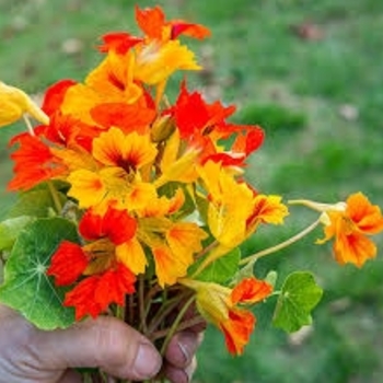 Tropaeolum minor 'Phoenix' 