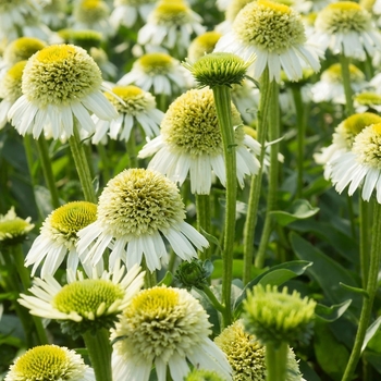 Echinacea 'Noecthree' PP20752P2