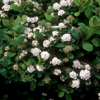 Spiraea betulifolia 'Tor' 