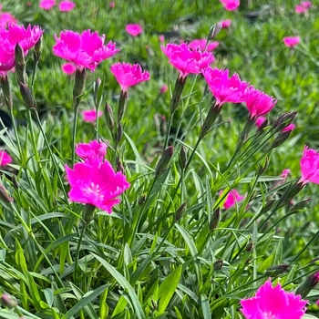 Dianthus 'Kahori' PP28,058