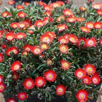 Delosperma 'DSAA13-1' PP27014