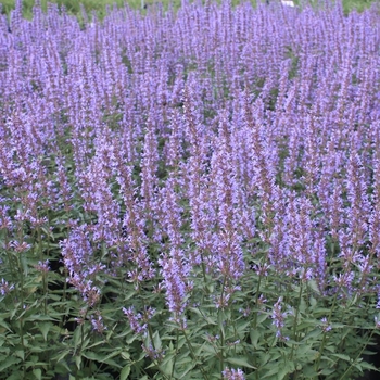 Agastache 'Purple Haze' 
