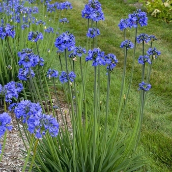 Agapanthus 'Galaxy Blue' PP31421