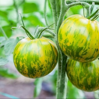 Solanum lycopersicon 'Green Zebra' PP18924P3
