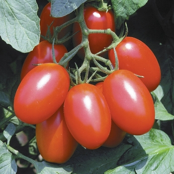 Solanum lycopersicon 'Juliet' 