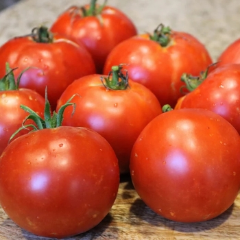 Solanum lycopersicon 'Big Boy' 
