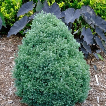 Chamaecyparis pisifera 'Baby Blue' 