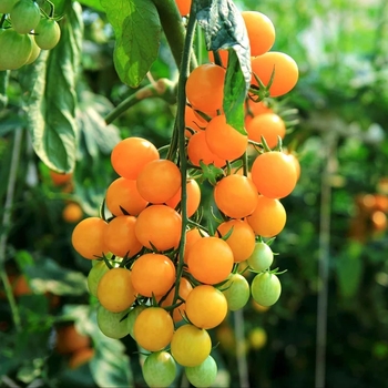 Solanum lycopersicon 'Sun Sugar' 