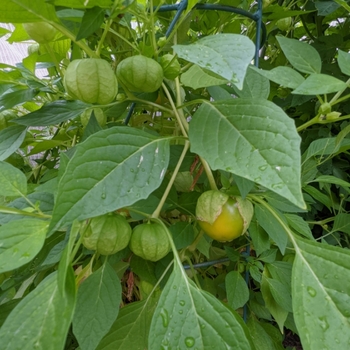Physalis 'Miltomate'