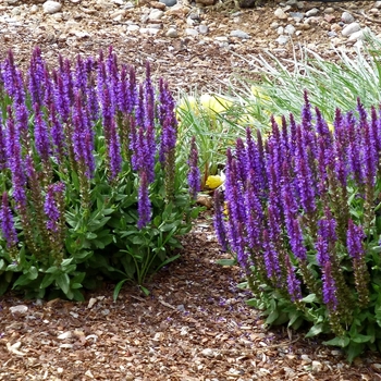 Salvia x sylvestris 'Little Night' PP28925