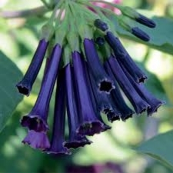 Iochroma 'Royal Queen&trade; Purple' USPP22026P2