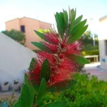 Callistemon 'Woodlander's Hardy' 