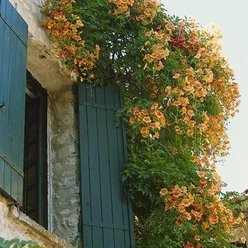Campsis radicans f. flava