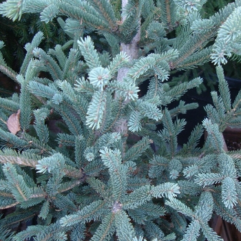 Picea orientalis 'Deer Run'