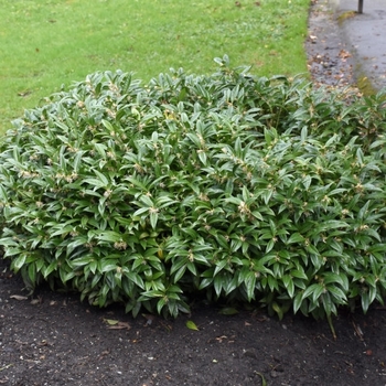 Sarcococca hookeriana var. humilis 'Sarsid 1' USPP27491P2