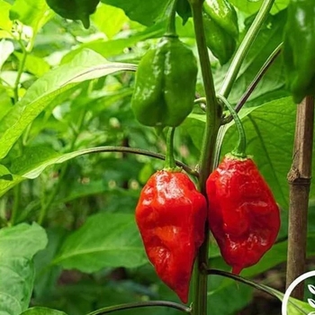 Capsicum annuum 'Bhut Jolokia (Ghost)' 