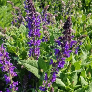 Salvia nemorosa
