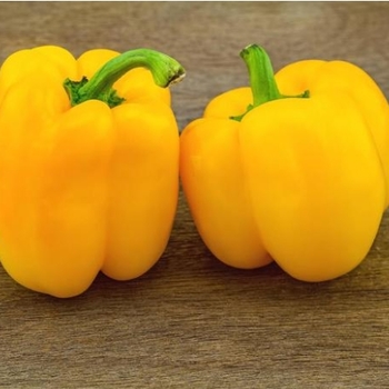 Capsicum annuum 'California Wonder' 