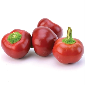 Capsicum annuum 'Red Hot Cherry' 