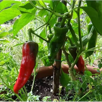 Capsicum annuum 'Italian Sweet' 