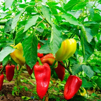 Capsicum annuum 'Lunchbox Mix' 